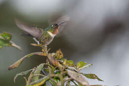 Image of Amethyst-throated Sunangel