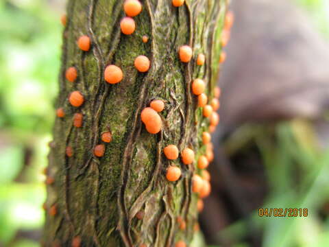 Image of Nectria cinnabarina (Tode) Fr. 1849