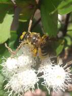 Image of Halictus frontalis Smith 1853