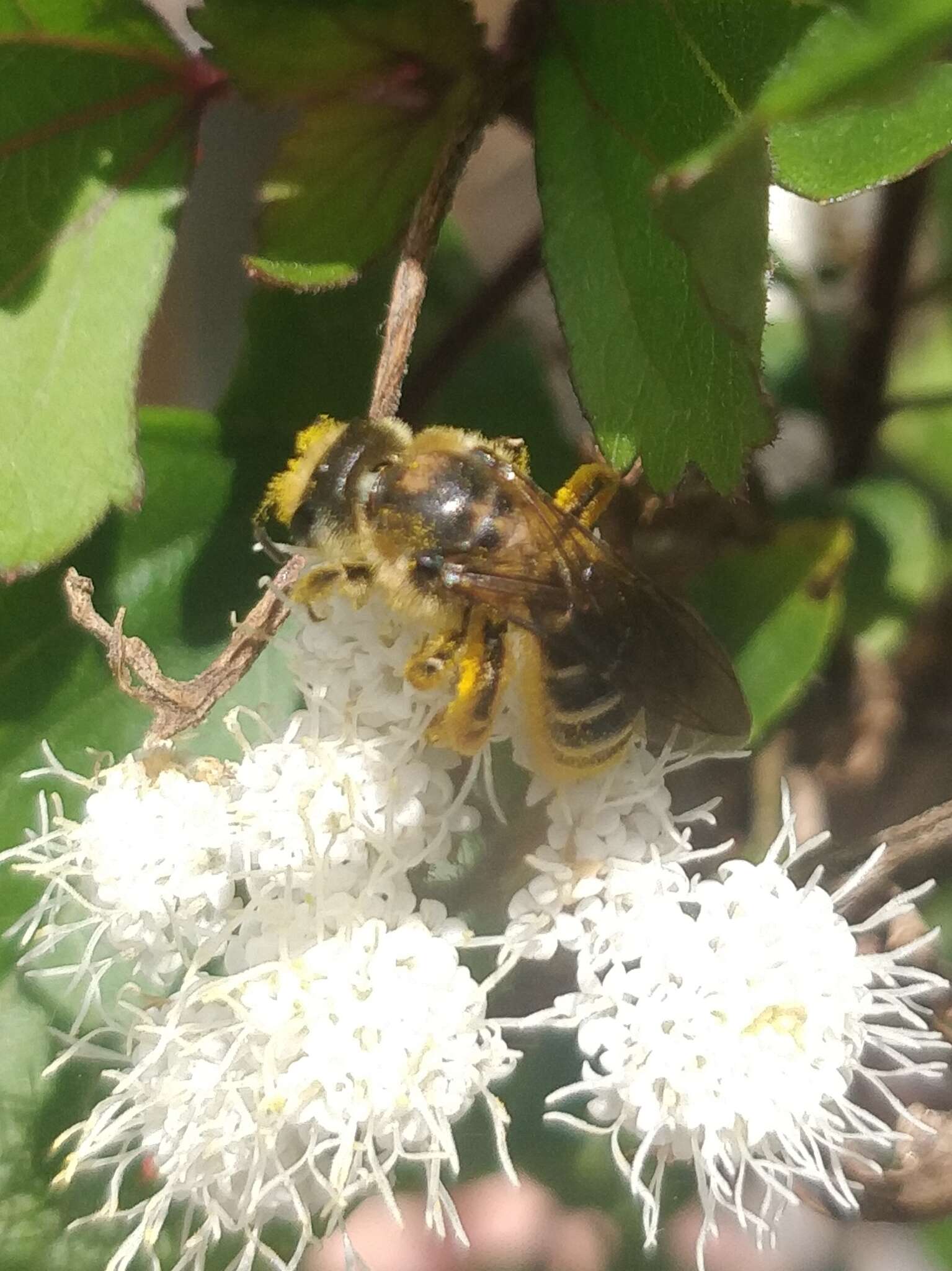 Image of Halictus frontalis Smith 1853