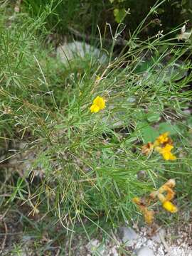 Image of Genista radiata (L.) Scop.