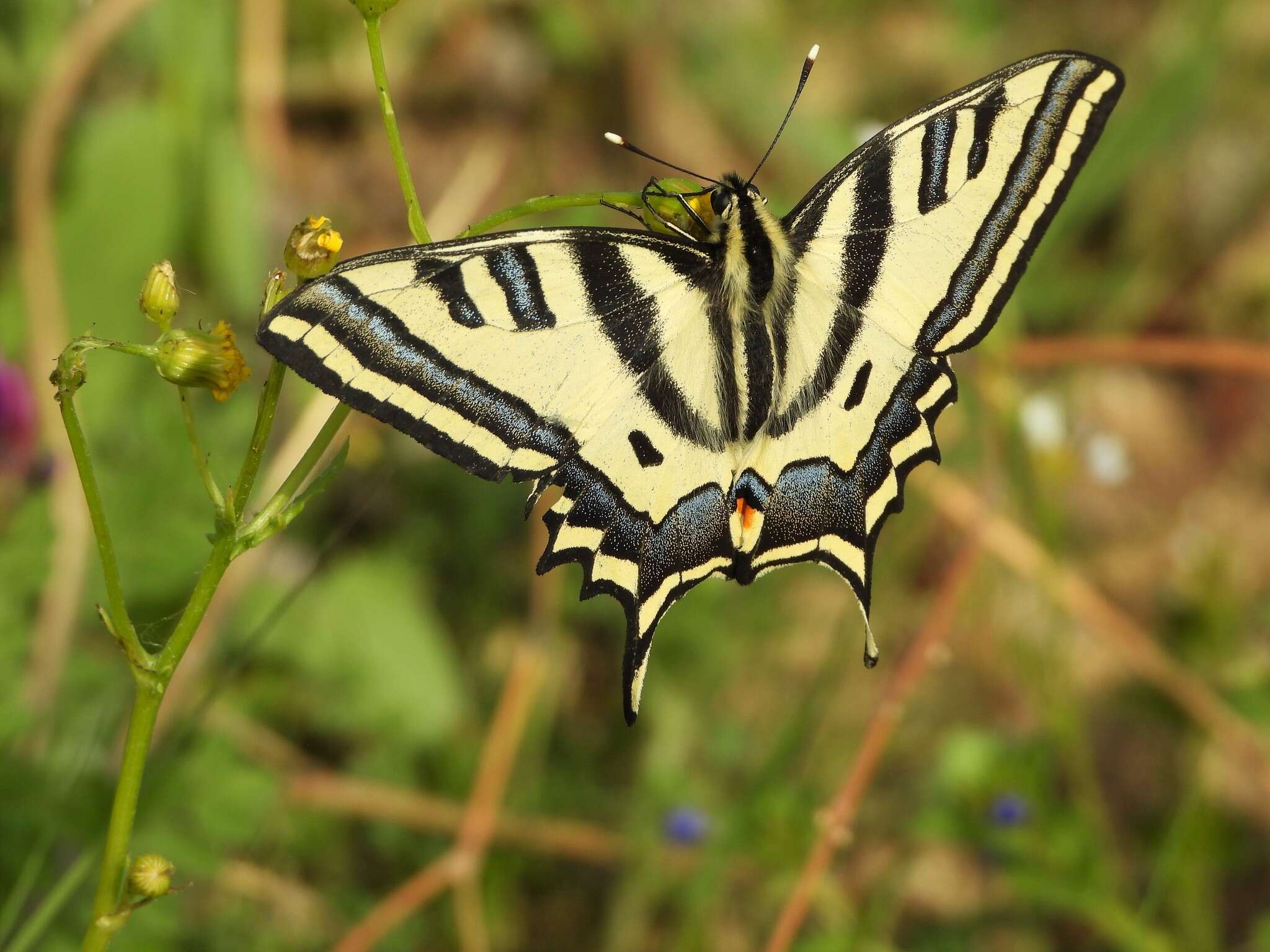Papilio alexanor Esper 1800 resmi