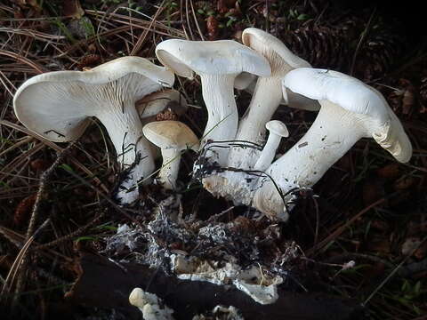 Image of Leucopaxillus paradoxus (Costantin & L. M. Dufour) Boursier 1925