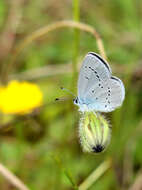 Image of Lorquin’s Blue