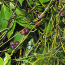 Image of Pondo Dodder