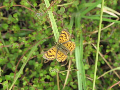 Image of Lycaena salustius (Fabricius 1793)