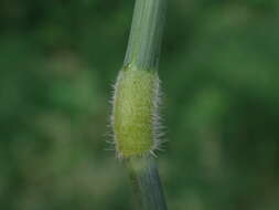 Image of Creeping Soft Grass