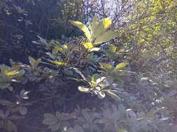 Image of Yellow Azalea