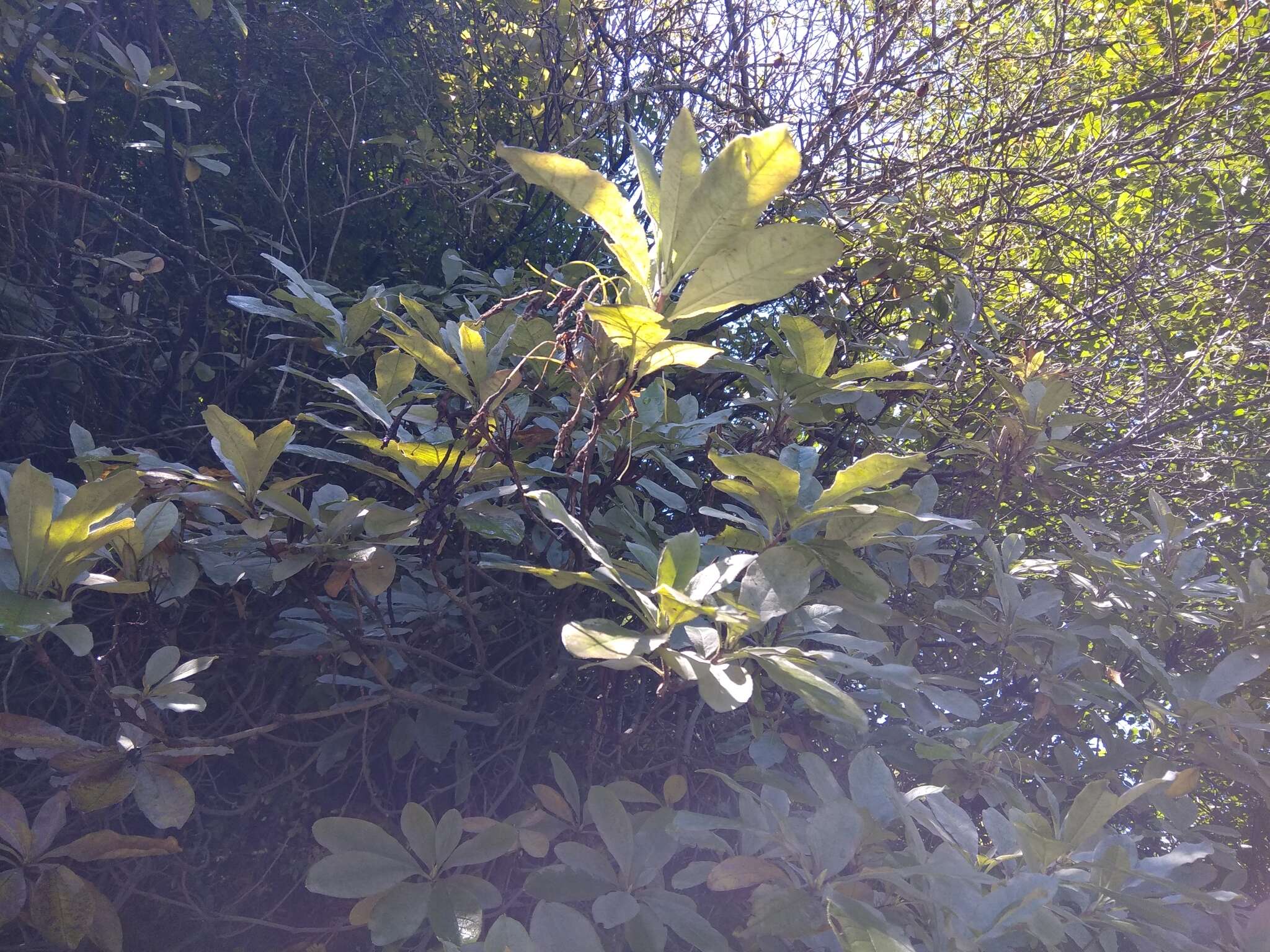 Image of Yellow Azalea