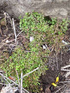 Image of California pellitory