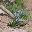 Image of Iris graeberiana Sealy