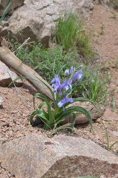 Plancia ëd Iris graeberiana Sealy