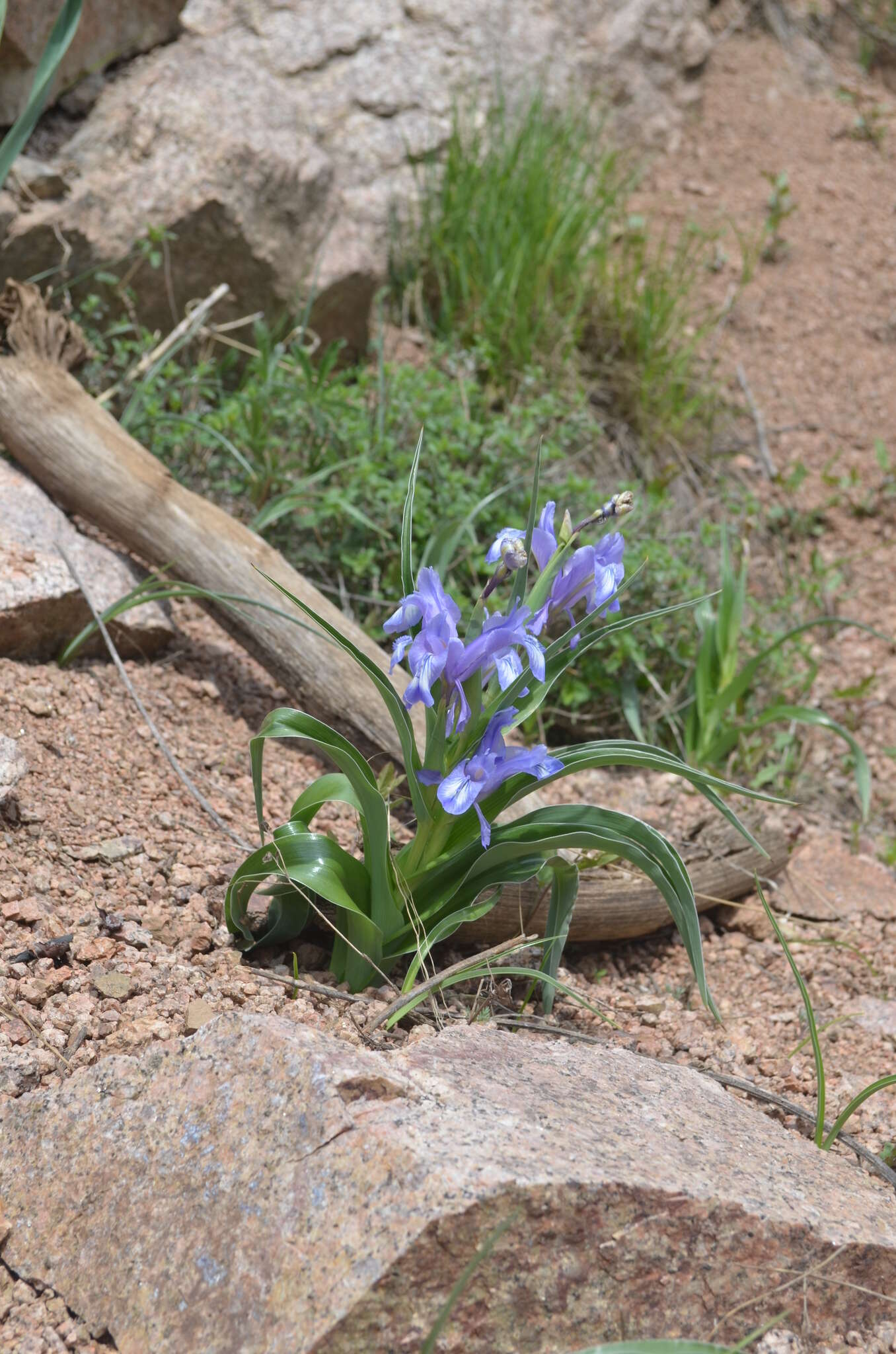 Image of Iris graeberiana Sealy