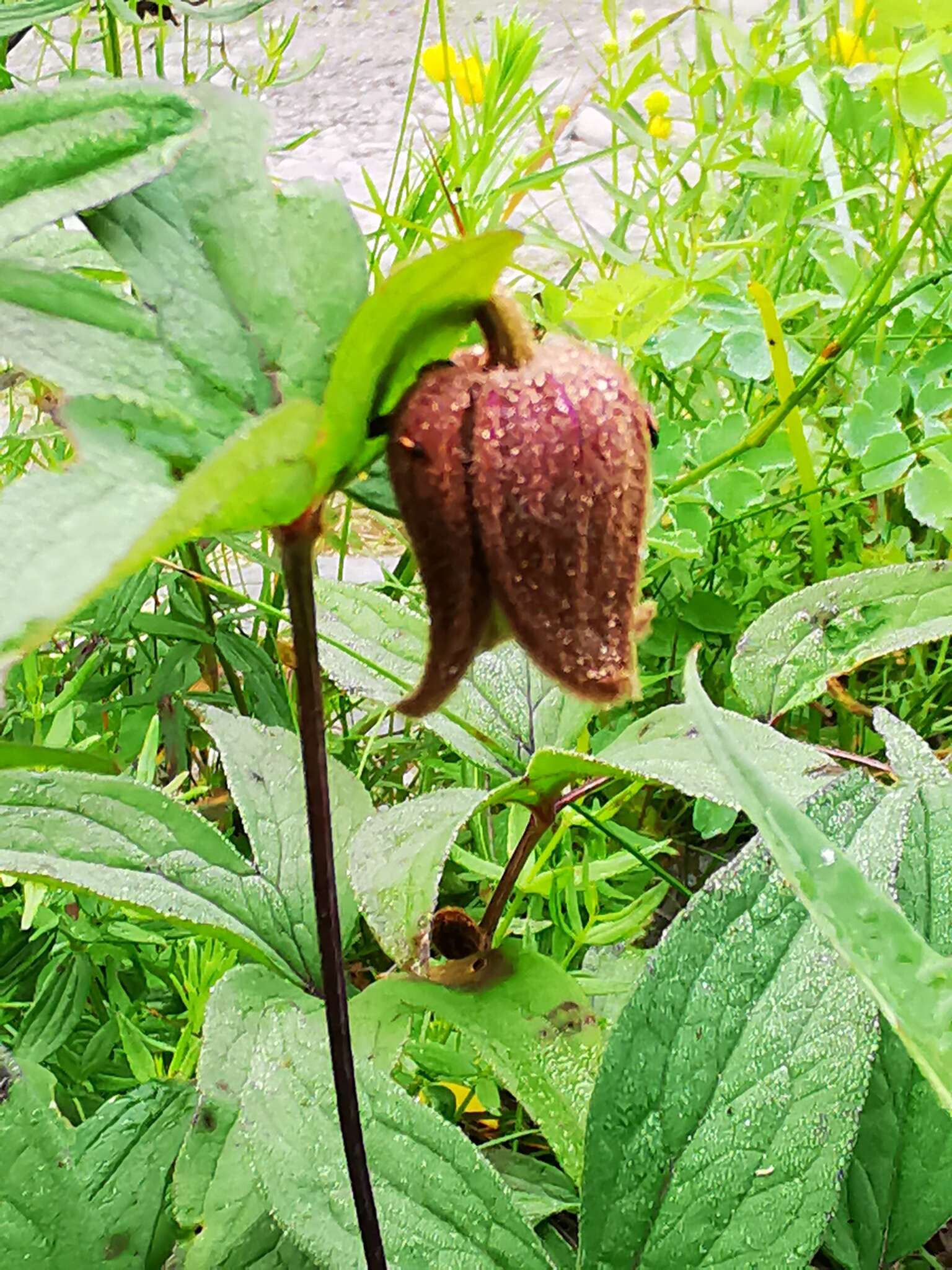 Imagem de Clematis fusca Turcz.