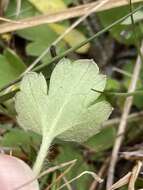 Image of Australian buttercup