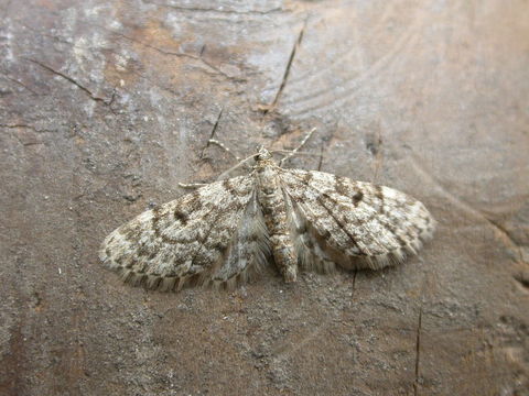 Image of Dwarf Pug