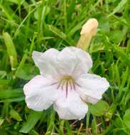 Image of Ruellia morongii Britton