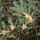 Image of Astragalus caucasicus Pall.