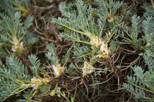 Image of Astragalus caucasicus Pall.