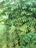 Image of cassava