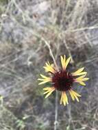 Image de Gaillardia aestivalis var. aestivalis