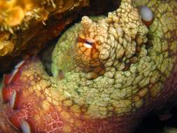 Image of Hubb's octopus