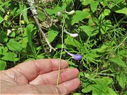 Image of glade larkspur