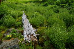 Epilobium luteum Pursh resmi