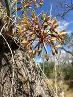 Sivun Cymbidium canaliculatum R. Br. kuva