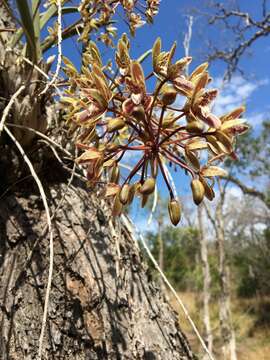 Sivun Cymbidium canaliculatum R. Br. kuva