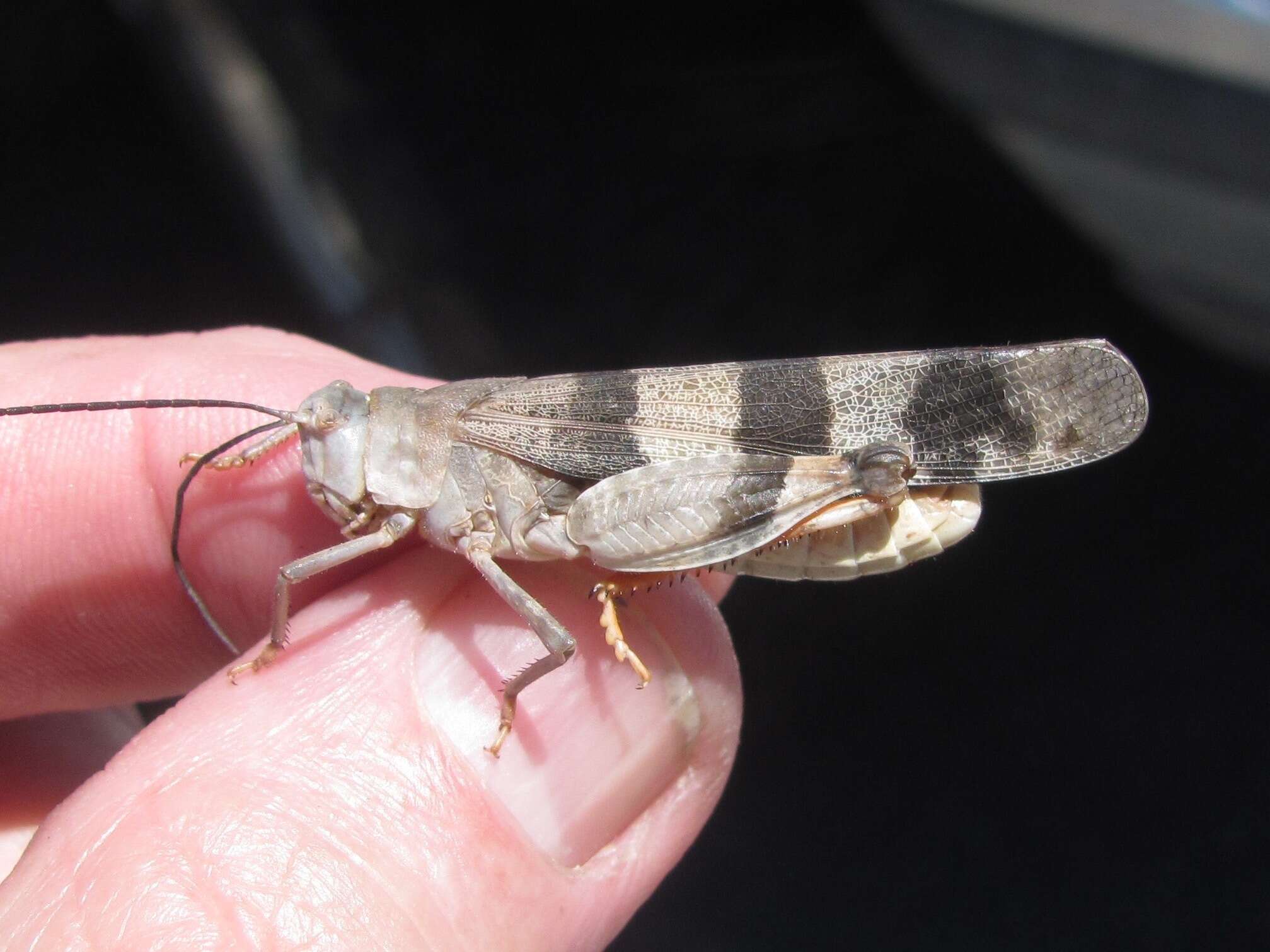 Image of Three-banded Grasshopper