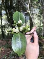 Image of Hedyosmum crenatum Occhioni