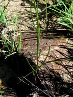 Image of Schizoglossum linifolium Schltr.