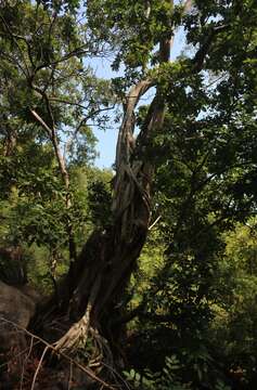 Image de Ficus talbotii King