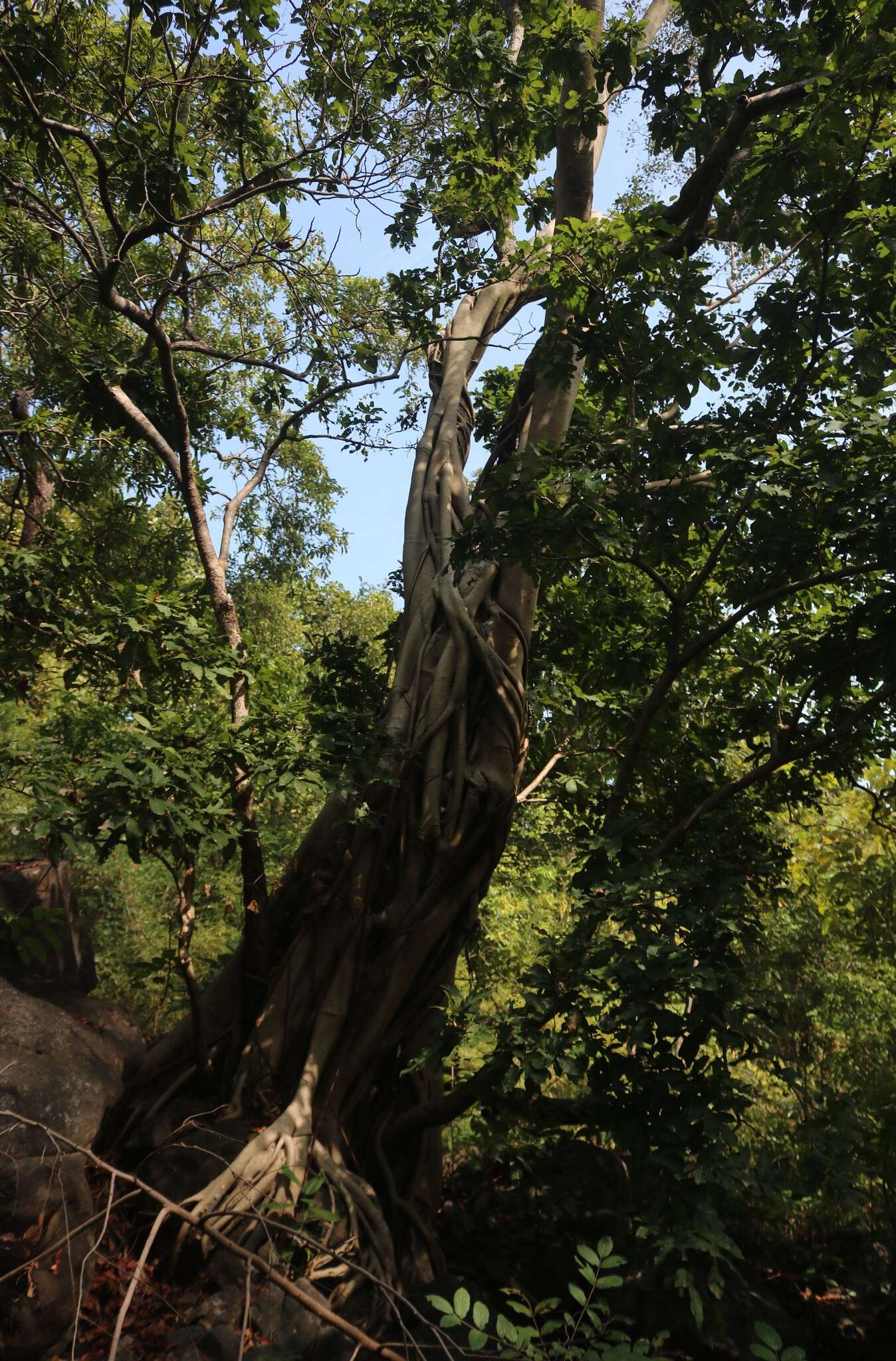 Image of Ficus talbotii King