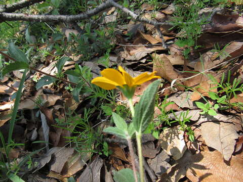 Image of Lasianthaea aurea (D. Don) K. M. Becker