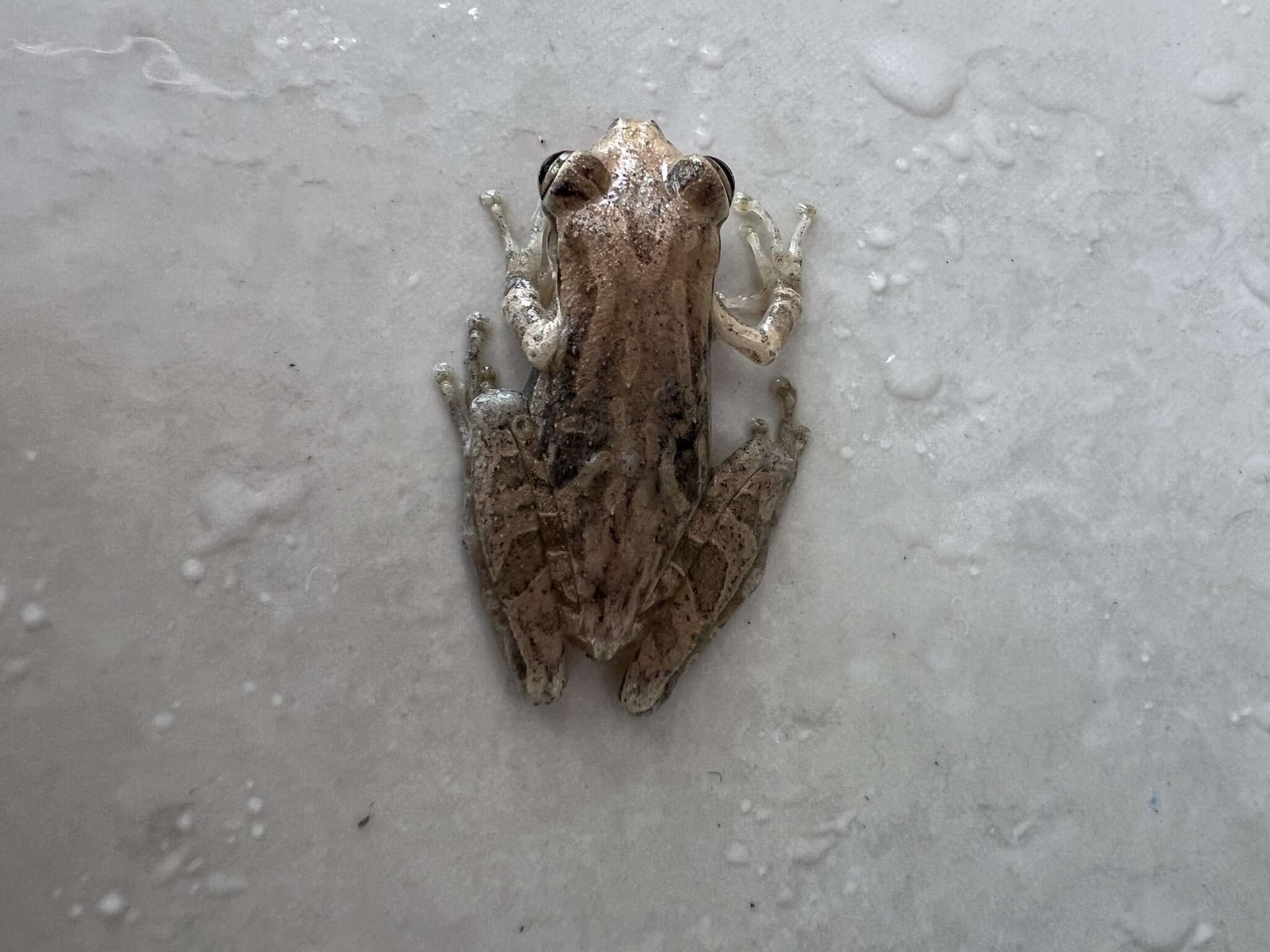 Image of Fowler's snouted tree frog