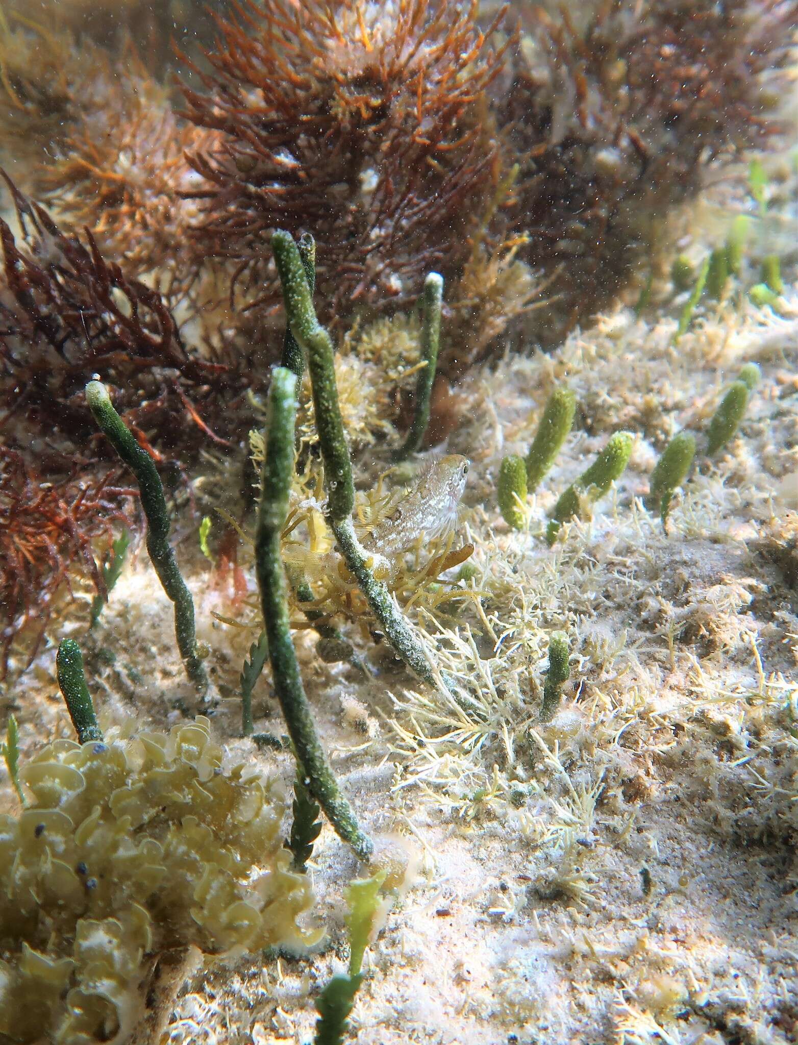 Image of Kelp fish