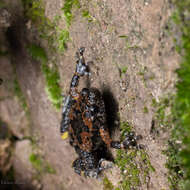 Uperodon montanus (Jerdon 1853)的图像