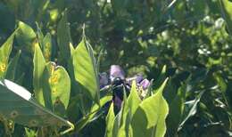 Image of Western Carpenter Bee