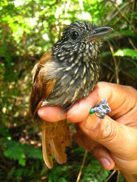 Image of Black Antshrike