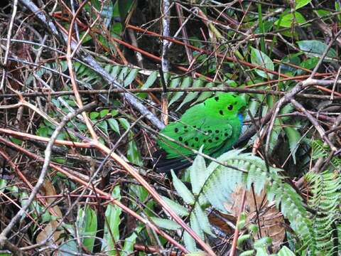 Image of Hose's Broadbill