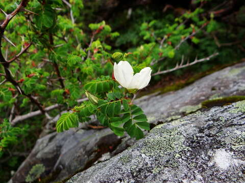 Image of Rosa morrisonensis Hayata