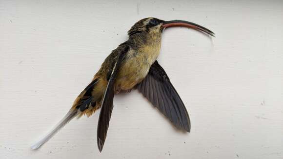 Image of Tawny-bellied Hermit