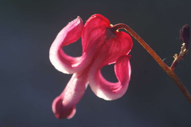 Image of Dicentra peregrina (Rudolph) Makino