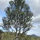 Image of Dacrydium guillauminii J. T. Buchholz