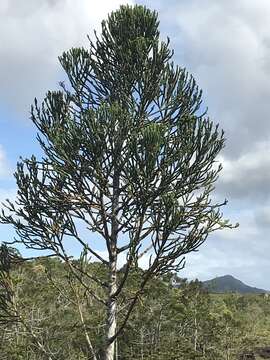 Plancia ëd Dacrydium guillauminii J. T. Buchholz