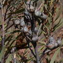 Image of Hakea minyma Maconochie