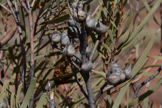 Image of Hakea minyma Maconochie