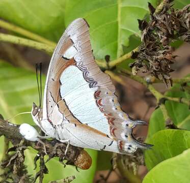 Image of Polyura agrarius Swinhoe 1886